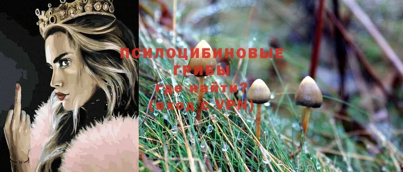 Галлюциногенные грибы MAGIC MUSHROOMS  Олонец 